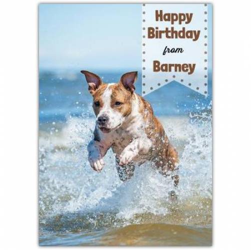 Happy Birthday Pet Card