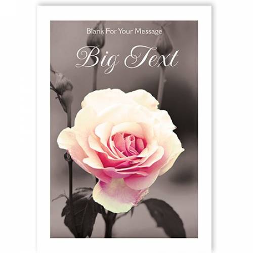 Rose Blank Message Card