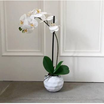 White Orchid in a Dimpled Pot 50cm