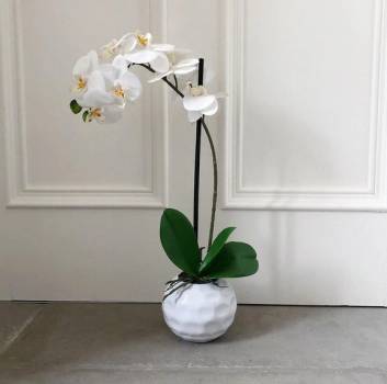 White Orchid in a Dimpled Pot 50cm