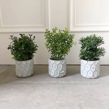Mini Potted Plants - Set of 3