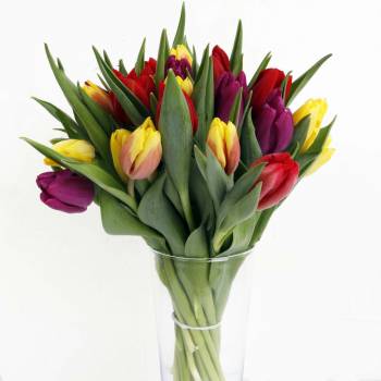 The Rainbow Dutch Tulips Fresh Flowers Bouquet