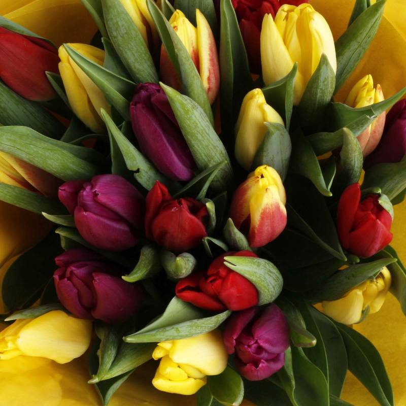 The Rainbow Tulips Fresh Flowers Bouquet
