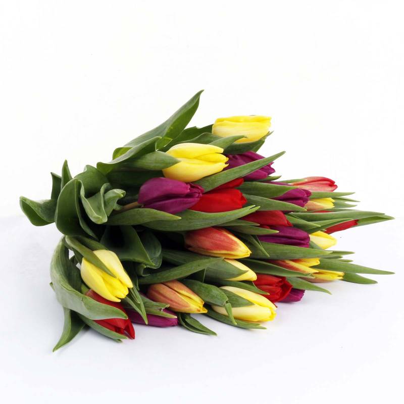 The Rainbow Tulips Fresh Flowers Bouquet